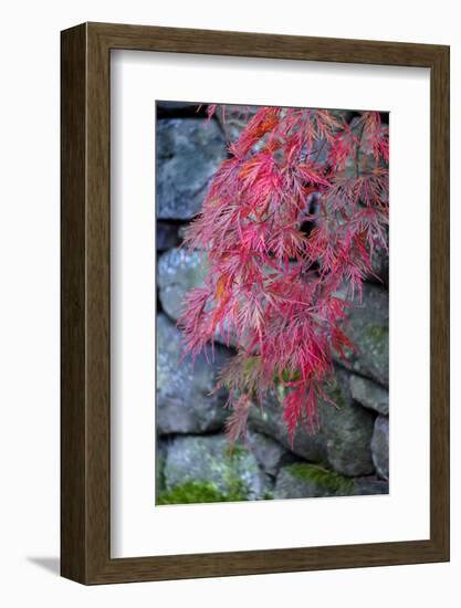 Japanese maple tree detail, New England-Jim Engelbrecht-Framed Photographic Print