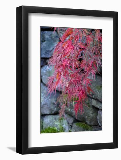 Japanese maple tree detail, New England-Jim Engelbrecht-Framed Photographic Print