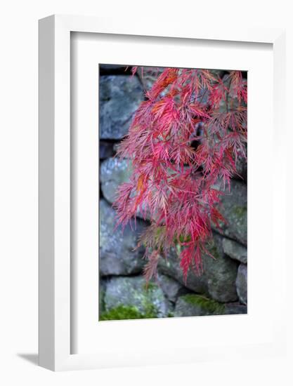 Japanese maple tree detail, New England-Jim Engelbrecht-Framed Photographic Print