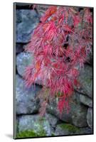 Japanese maple tree detail, New England-Jim Engelbrecht-Mounted Photographic Print