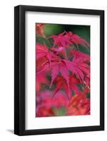 Japanese maple tree detail, New England-Jim Engelbrecht-Framed Photographic Print