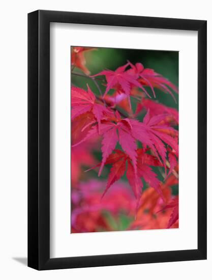 Japanese maple tree detail, New England-Jim Engelbrecht-Framed Photographic Print