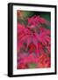 Japanese maple tree detail, New England-Jim Engelbrecht-Framed Photographic Print