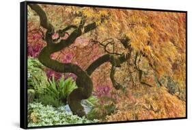 Japanese Maple Tree in Autumn Color, Bloedel Reserve, Washington, USA-Jaynes Gallery-Framed Stretched Canvas
