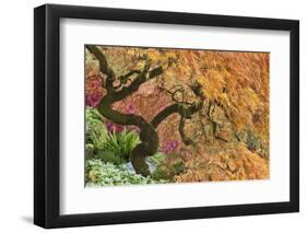 Japanese Maple Tree in Autumn Color, Bloedel Reserve, Washington, USA-Jaynes Gallery-Framed Photographic Print