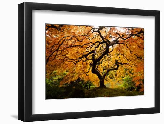 Japanese maple tree in autumn, Japanese Garden, Portland, Oregon, USA-Panoramic Images-Framed Photographic Print