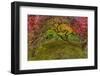 Japanese Maple Tree in Autumn, Japanese Gardens, Portland, Oregon-Chuck Haney-Framed Photographic Print