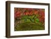 Japanese Maple Tree in Autumn, Japanese Gardens, Portland, Oregon-Chuck Haney-Framed Photographic Print