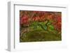 Japanese Maple Tree in Autumn, Japanese Gardens, Portland, Oregon-Chuck Haney-Framed Photographic Print