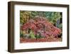 Japanese maple tree in autumn, New England-Lisa Engelbrecht-Framed Photographic Print