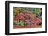 Japanese maple tree in autumn, New England-Lisa Engelbrecht-Framed Photographic Print