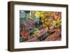 Japanese maple tree in autumn, New England-Lisa Engelbrecht-Framed Photographic Print