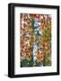 Japanese maple tree in autumn, New England-Lisa Engelbrecht-Framed Photographic Print