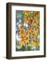 Japanese maple tree in autumn, New England-Lisa Engelbrecht-Framed Photographic Print