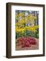 Japanese maple tree in autumn, New England-Lisa Engelbrecht-Framed Photographic Print