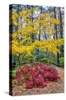 Japanese maple tree in autumn, New England-Lisa Engelbrecht-Stretched Canvas