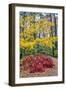 Japanese maple tree in autumn, New England-Lisa Engelbrecht-Framed Photographic Print