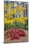 Japanese maple tree in autumn, New England-Lisa Engelbrecht-Mounted Photographic Print