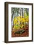 Japanese maple tree in autumn, New England-Lisa Engelbrecht-Framed Photographic Print