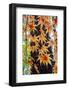 Japanese maple tree in autumn, New England-Lisa Engelbrecht-Framed Photographic Print