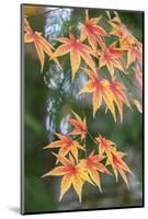Japanese maple tree in autumn, New England-Lisa Engelbrecht-Mounted Photographic Print
