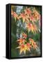 Japanese maple tree in autumn, New England-Lisa Engelbrecht-Framed Stretched Canvas