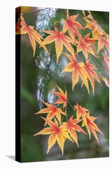 Japanese maple tree in autumn, New England-Lisa Engelbrecht-Stretched Canvas