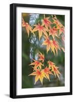 Japanese maple tree in autumn, New England-Lisa Engelbrecht-Framed Photographic Print