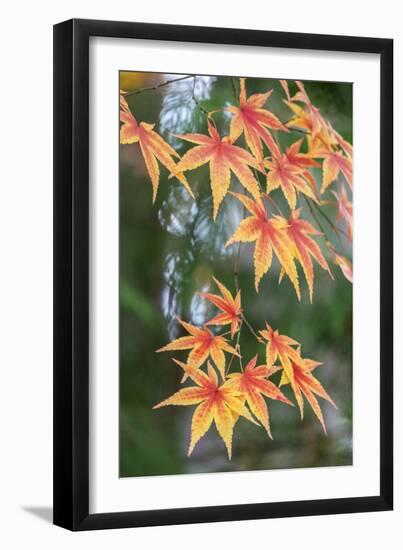 Japanese maple tree in autumn, New England-Lisa Engelbrecht-Framed Photographic Print