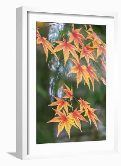 Japanese maple tree in autumn, New England-Lisa Engelbrecht-Framed Photographic Print