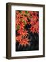 Japanese maple tree in autumn, New England-Lisa Engelbrecht-Framed Photographic Print