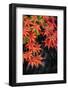 Japanese maple tree in autumn, New England-Lisa Engelbrecht-Framed Photographic Print