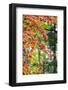 Japanese maple tree in autumn, New England-Lisa Engelbrecht-Framed Photographic Print