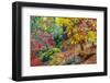 Japanese maple tree in autumn, New England-Lisa Engelbrecht-Framed Photographic Print