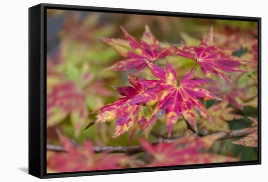 Japanese maple tree in autumn, New England-Lisa Engelbrecht-Framed Stretched Canvas