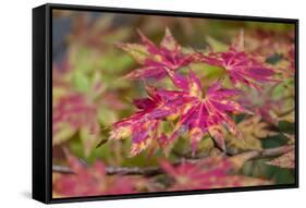 Japanese maple tree in autumn, New England-Lisa Engelbrecht-Framed Stretched Canvas