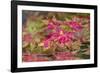 Japanese maple tree in autumn, New England-Lisa Engelbrecht-Framed Photographic Print