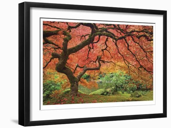 Japanese Maple Tree-Donald Paulson-Framed Giclee Print