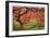 Japanese Maple Tree-Donald Paulson-Framed Giclee Print