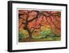 Japanese Maple Tree-Donald Paulson-Framed Giclee Print