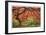 Japanese Maple Tree-Donald Paulson-Framed Giclee Print