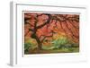 Japanese Maple Tree-Donald Paulson-Framed Giclee Print