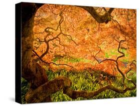 Japanese Maple Trees in Winterthur Gardens, Wilmington, Delaware, Usa-Jay O'brien-Stretched Canvas