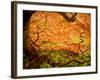 Japanese Maple Trees in Winterthur Gardens, Wilmington, Delaware, Usa-Jay O'brien-Framed Photographic Print