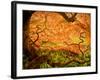 Japanese Maple Trees in Winterthur Gardens, Wilmington, Delaware, Usa-Jay O'brien-Framed Photographic Print