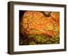 Japanese Maple Trees in Winterthur Gardens, Wilmington, Delaware, Usa-Jay O'brien-Framed Photographic Print