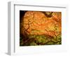 Japanese Maple Trees in Winterthur Gardens, Wilmington, Delaware, Usa-Jay O'brien-Framed Photographic Print