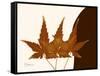 Japanese Maple Triplets-Albert Koetsier-Framed Stretched Canvas