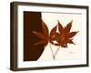 Japanese Maple Twins-Albert Koetsier-Framed Art Print