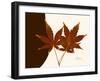 Japanese Maple Twins-Albert Koetsier-Framed Art Print